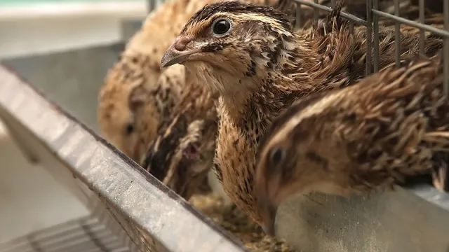 Quail