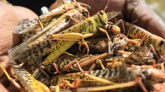 Desert locusts