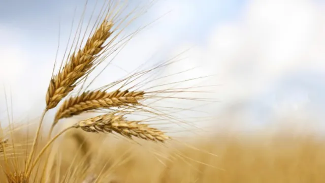 Wheat5 Wheat5