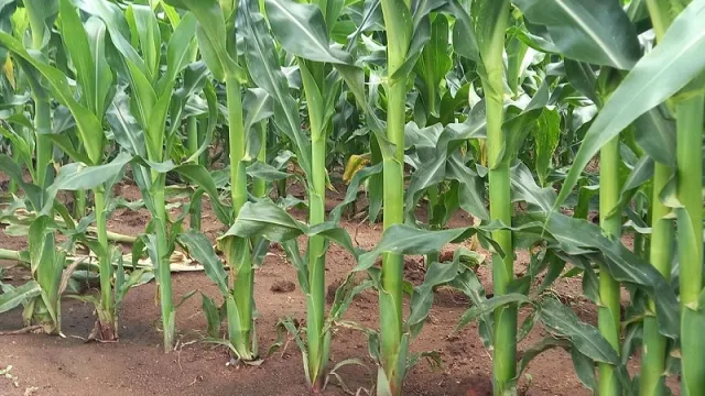 hybrid-seeds