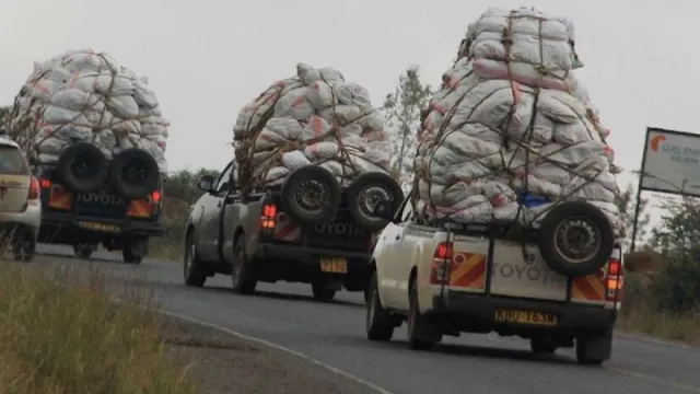 Miraa JKIA