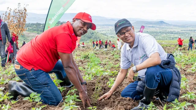 Tree Planting 2