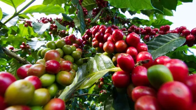 Coffee-Farm