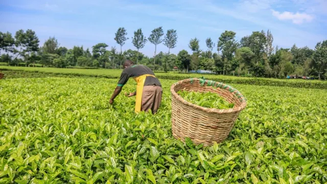 Tea exports