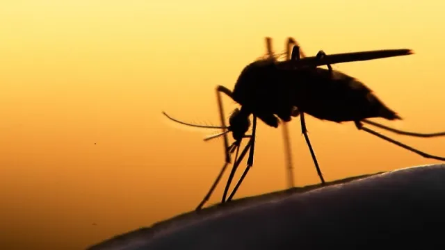 Malaria Kenya