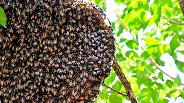 bee keeping ventures