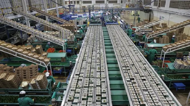 Kakuzi PLC