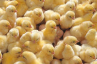  What you need to know before setting up a chicken hatchery business