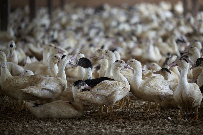  China is deploying an army of 100,000 ducks to fight locusts