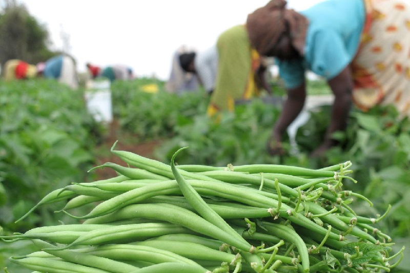  Treasury is betting big on agriculture to steer post-pandemic recovery