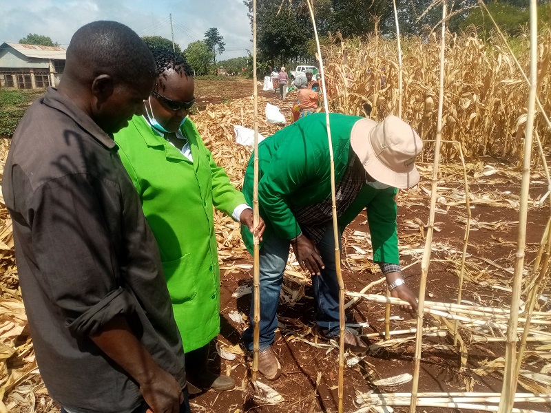  Kenya inches closer to adoption of GM maize variety