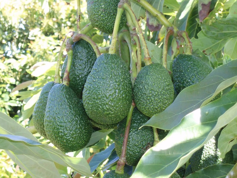  UK ethics agency tips avocado exporter Kakuzi to soar