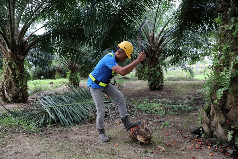 Cooking oil, food prices set to spike on Indonesia palm oil export ban
