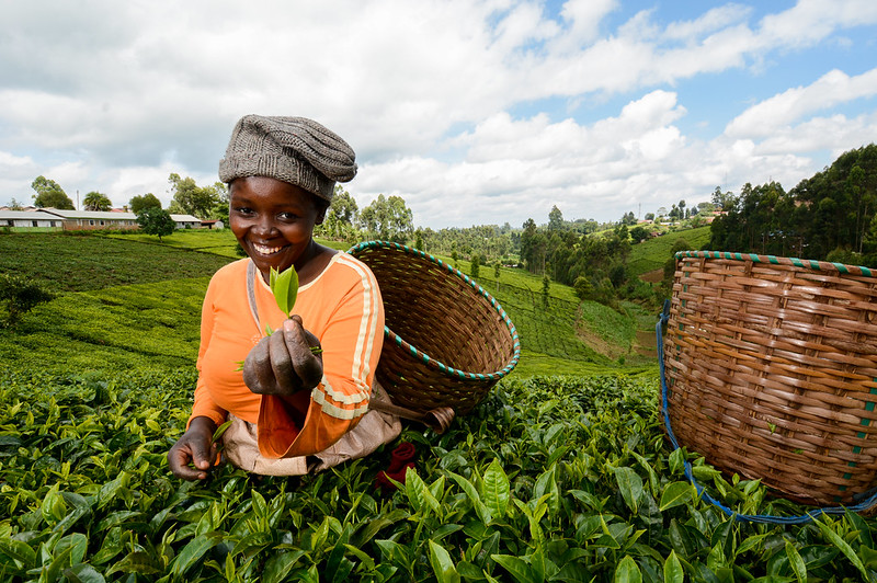 Tea Kenya